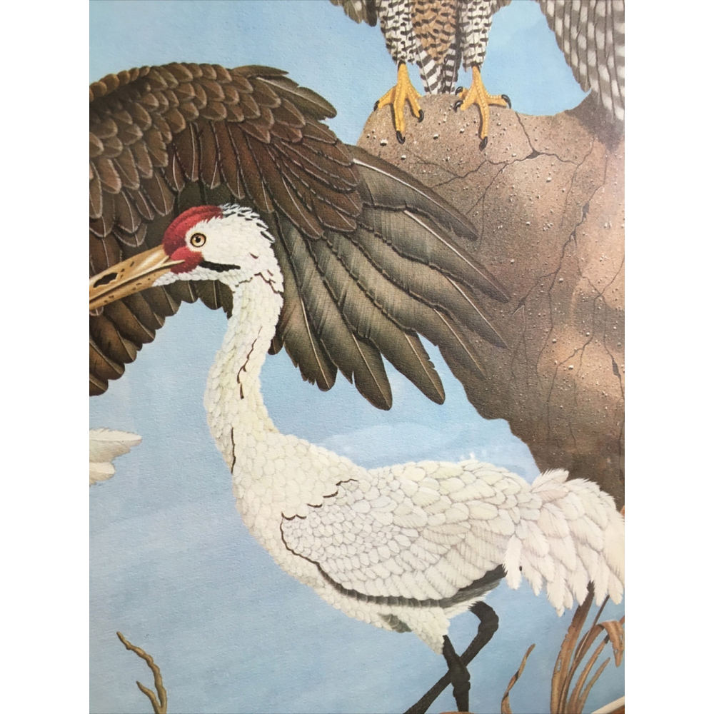 James Kukrul Wildlife Print Signed & Framed Eagle Crane Woodpecker 22x27 - Picture 11 of 16